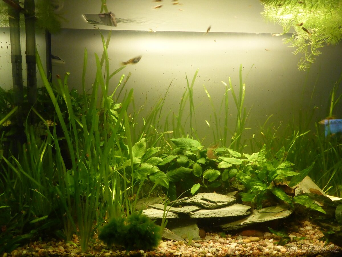Akvarijni rostlinky - Vallisneria... - 2