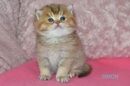 Britská colorpoint koťátka s PP k rezervaci - 2