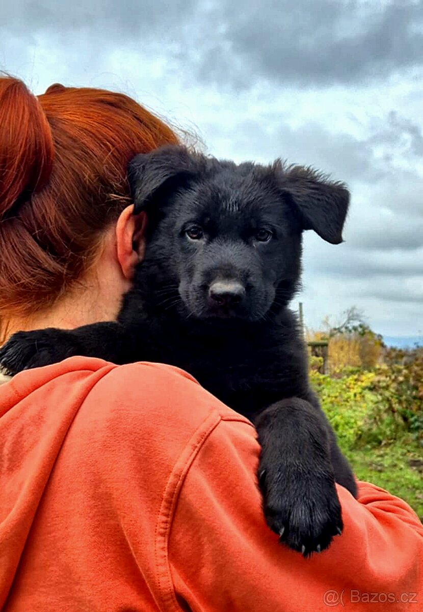 Německý ovčák štěňata s PP černá a vlkošedá - 2