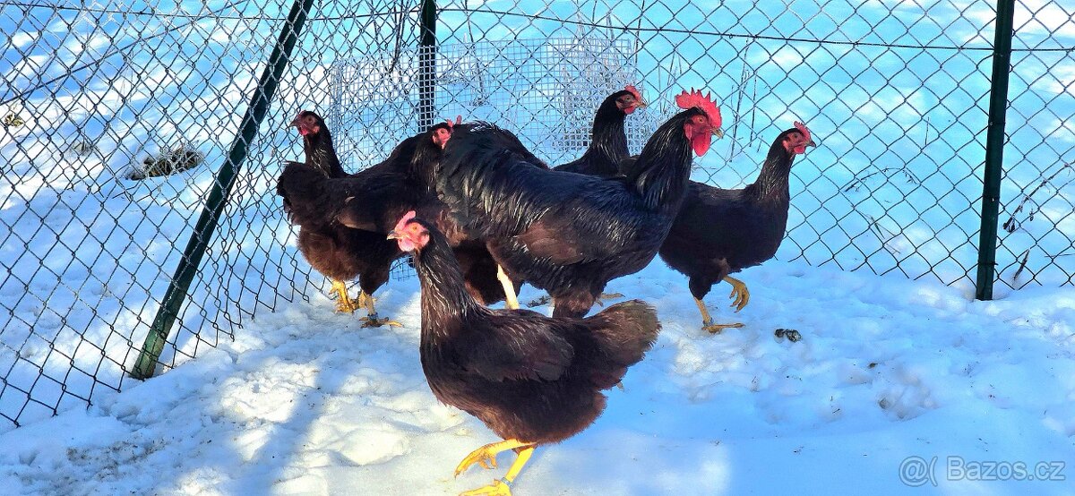 Rodajlenka, násadová vejce + kuřátka - 2