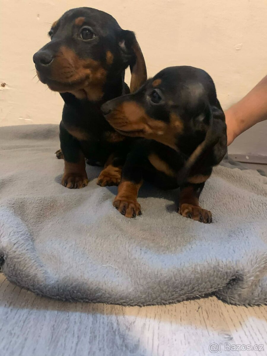 JEZEVČÍK HLADKOSRSTÝ - 2