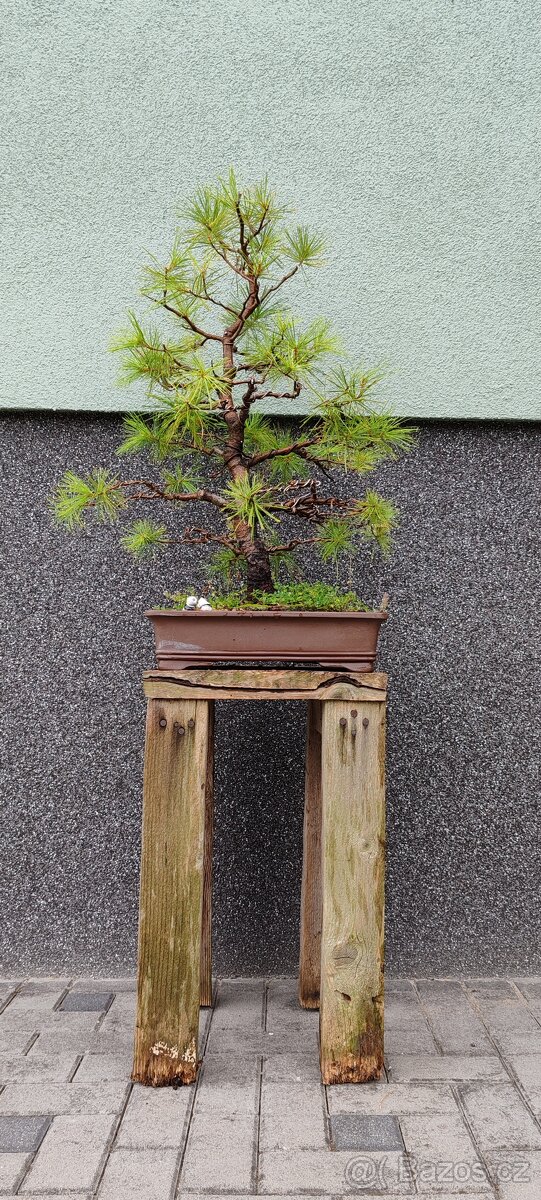Bonsai, bonsaj, borovice v misce - 2