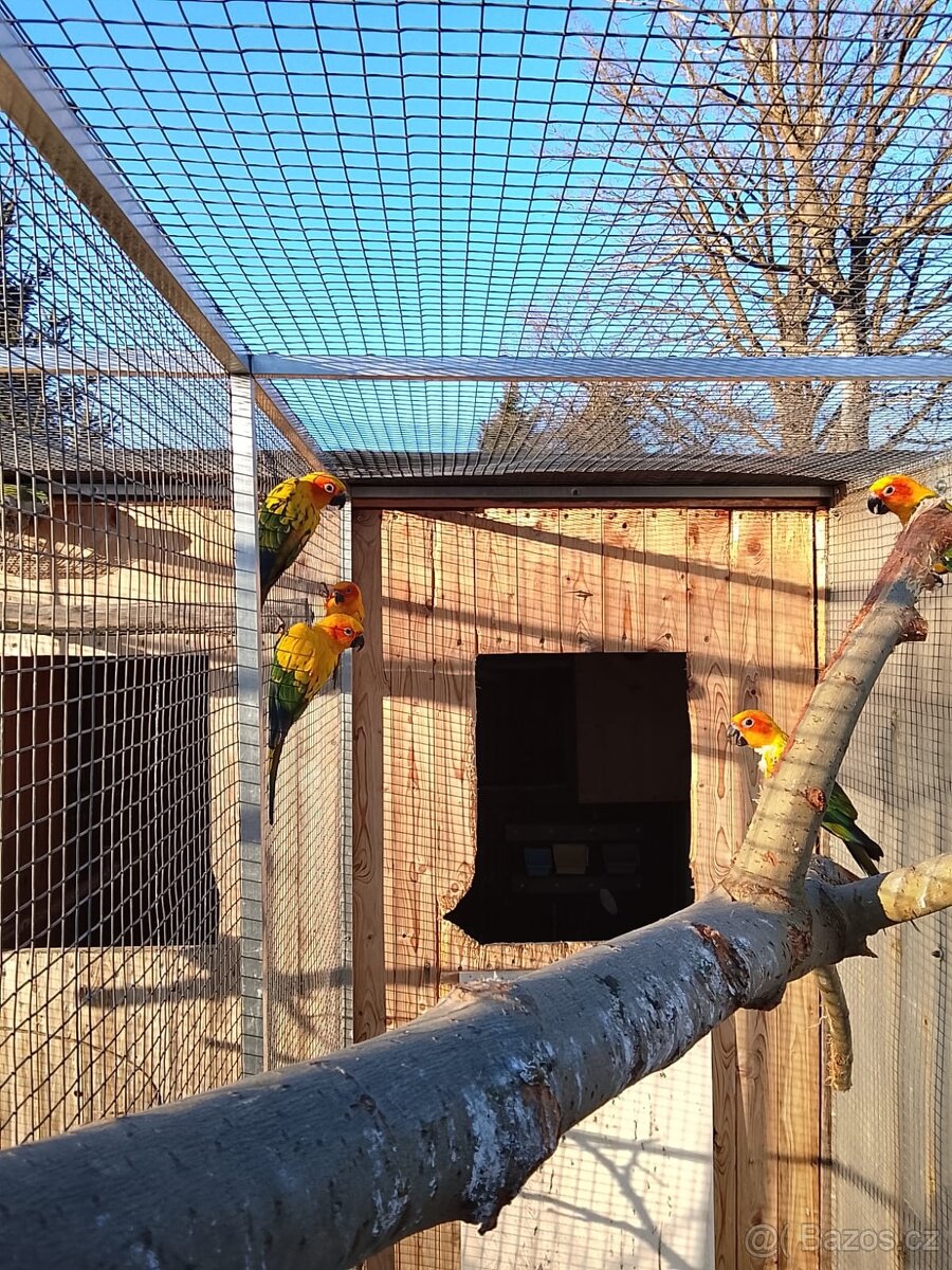 Aratinga Sluneční - 2