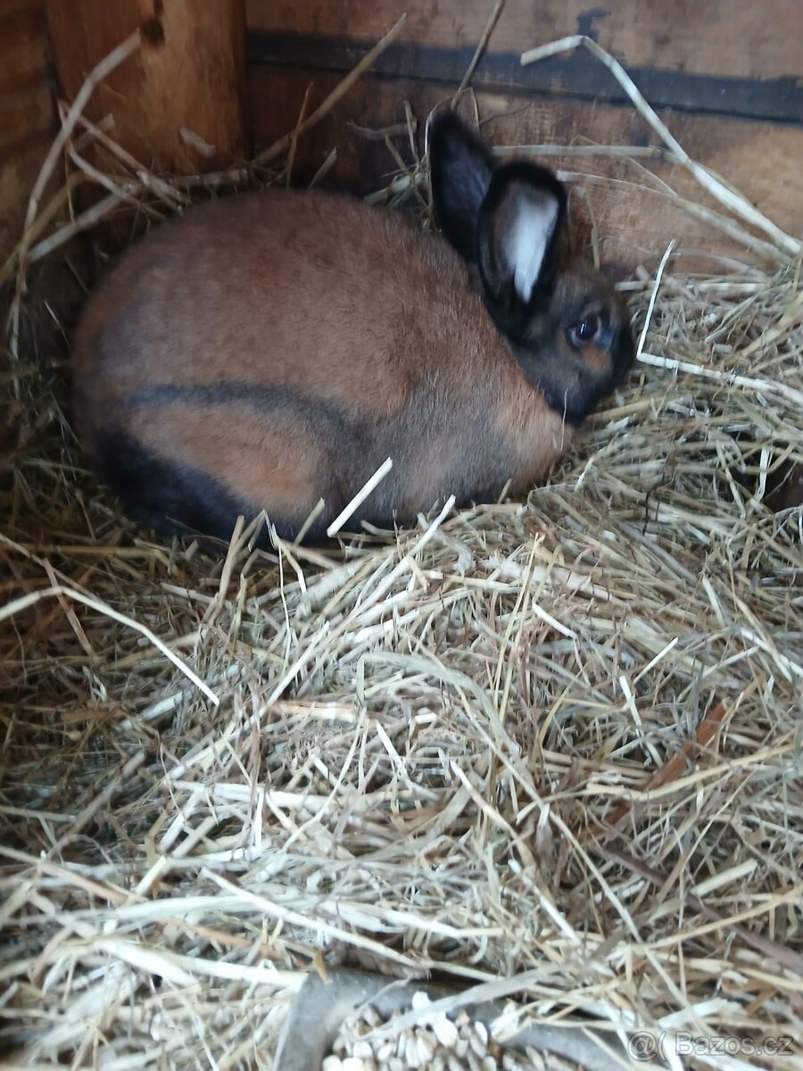 Durynský Du samec - 2