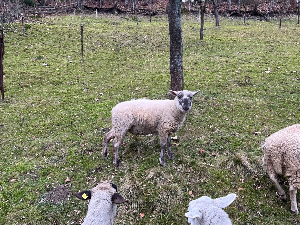 Prodám ovce - 2
