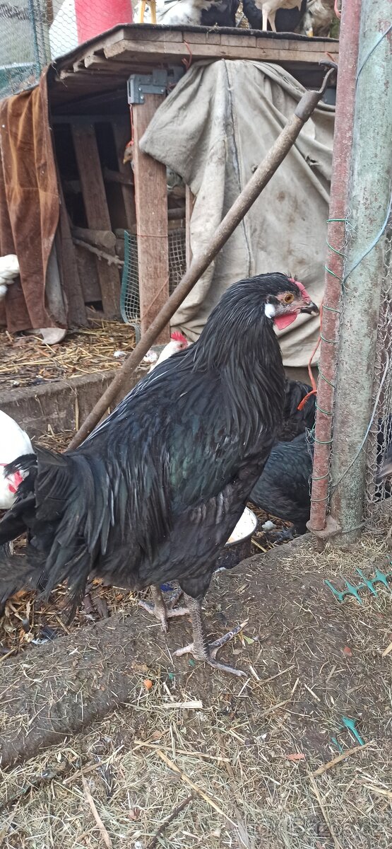 Kohouti, kuřice. - 2