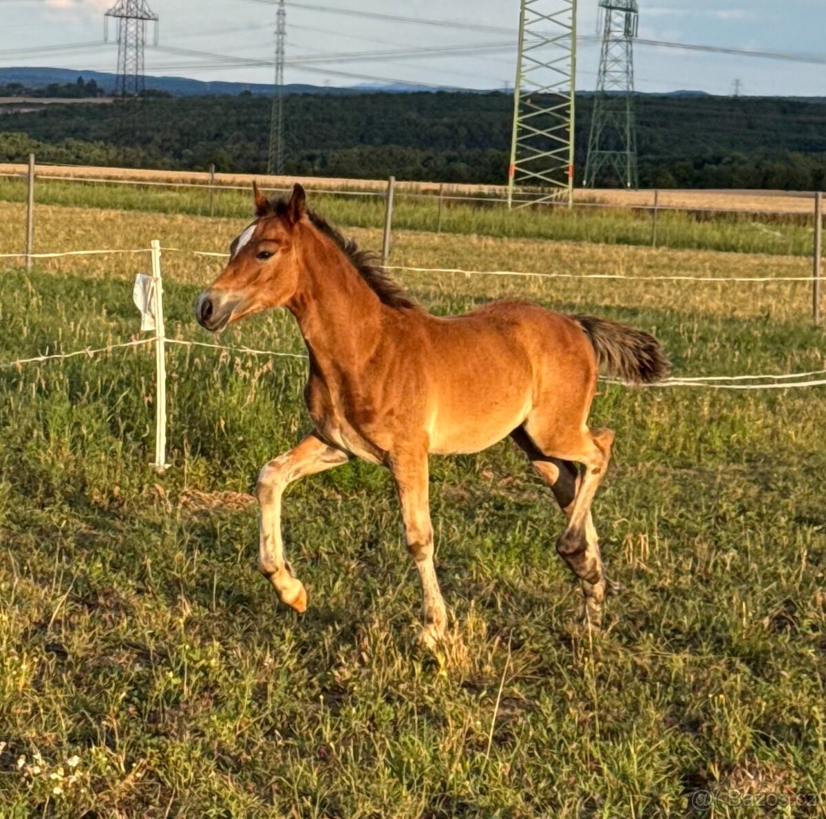🌟 Hřebeček Welsh Cob 🌟 - 2