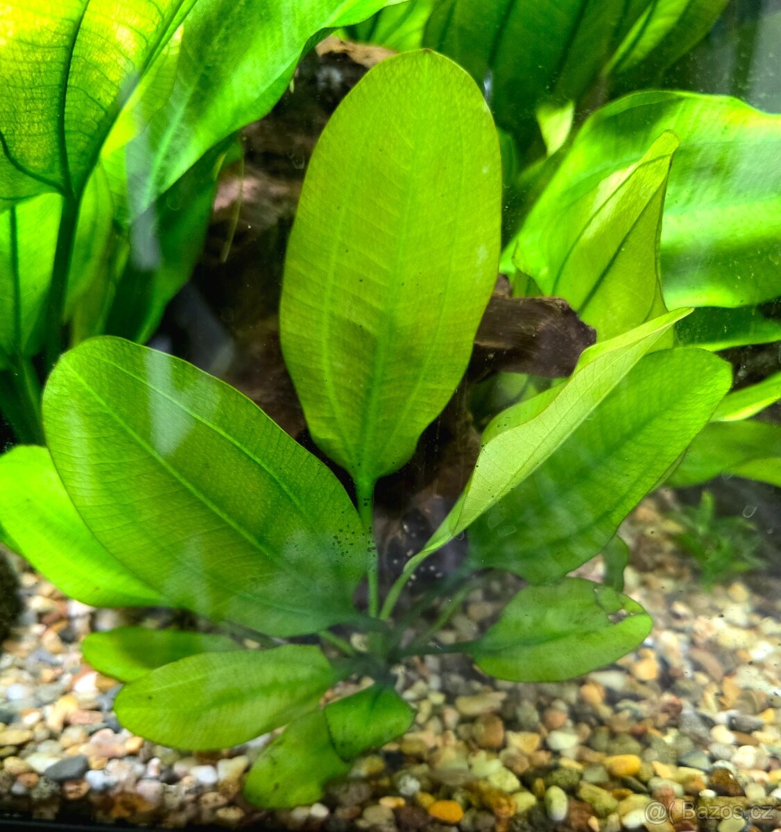 Akvarijní rostlina Echinodorus schlueteri (šípatkovec schlut - 2