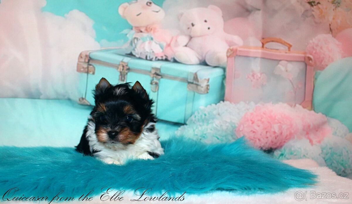 Biewer jorkšírský teriér s PP pejsek - 2