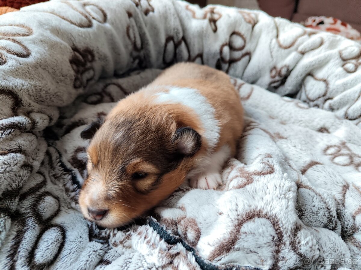 Sheltie - Šeltie - 2