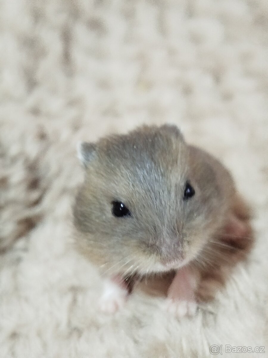 Křeček džungarský sameček - 2