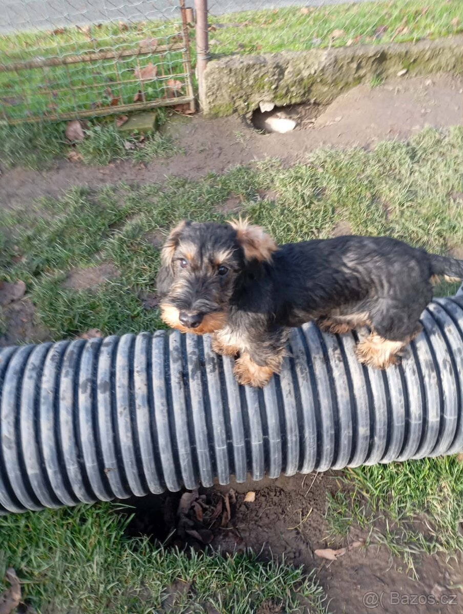 Jezevčík drsnosrstý - 2