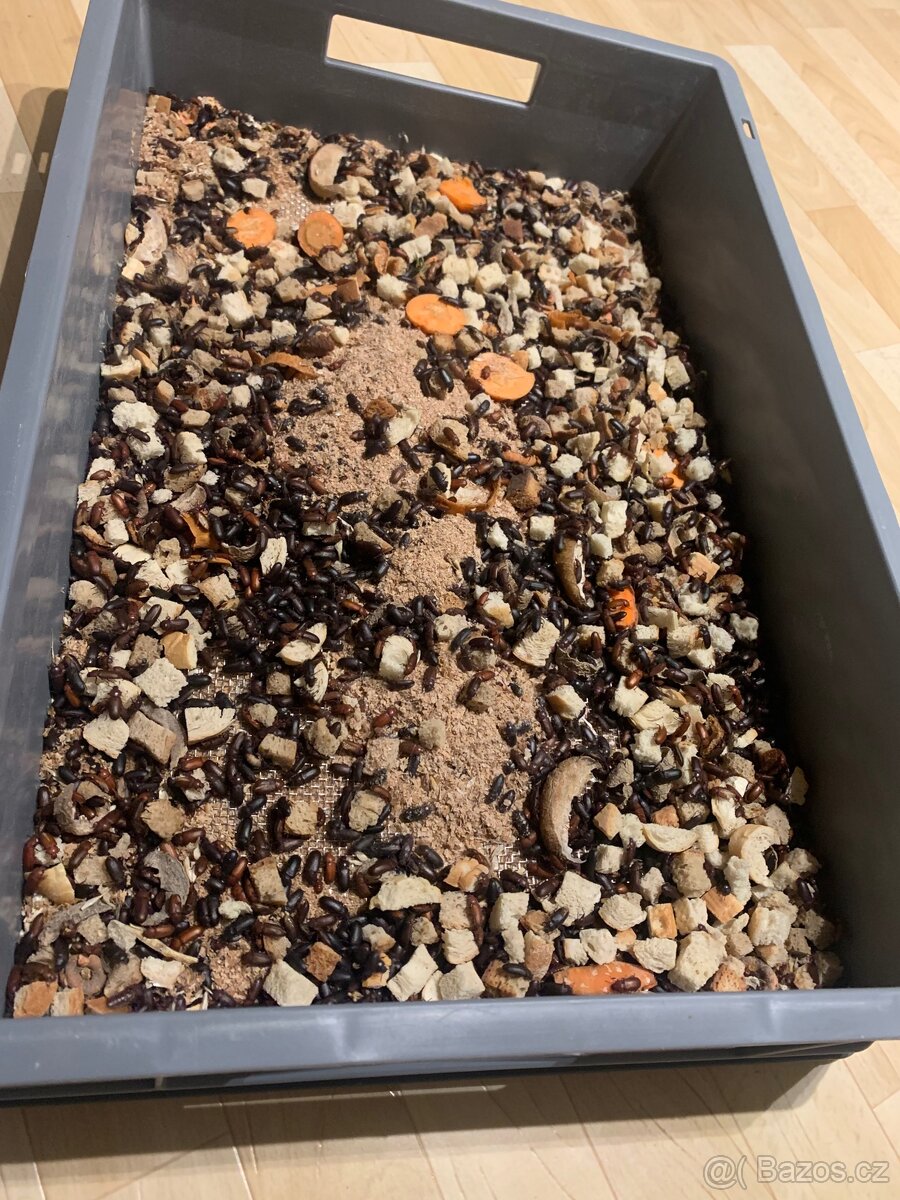 Potemník moučný - 2