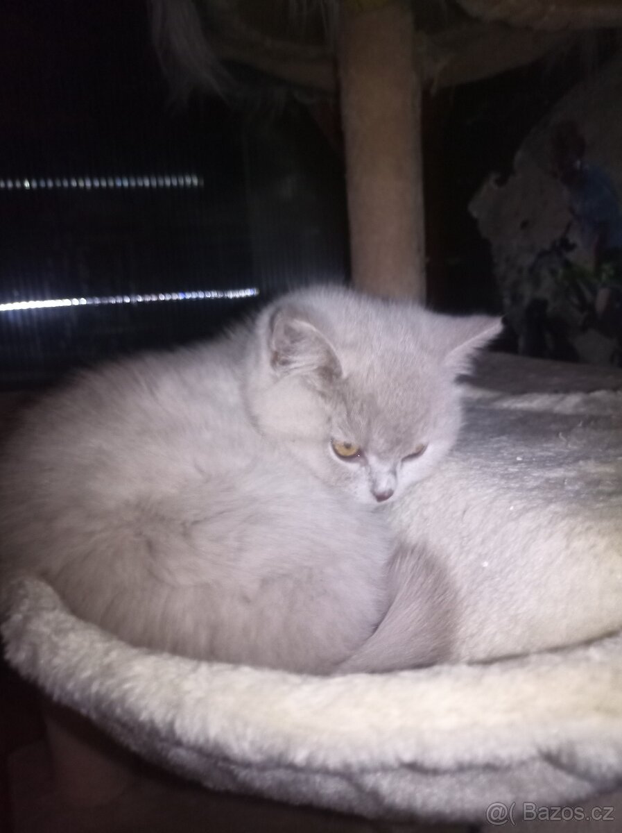 Kočička britská modrá - 2