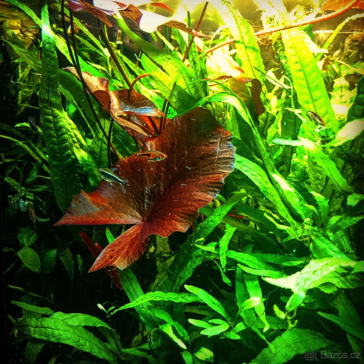 Leknín egyptský červený - hlíza - 2