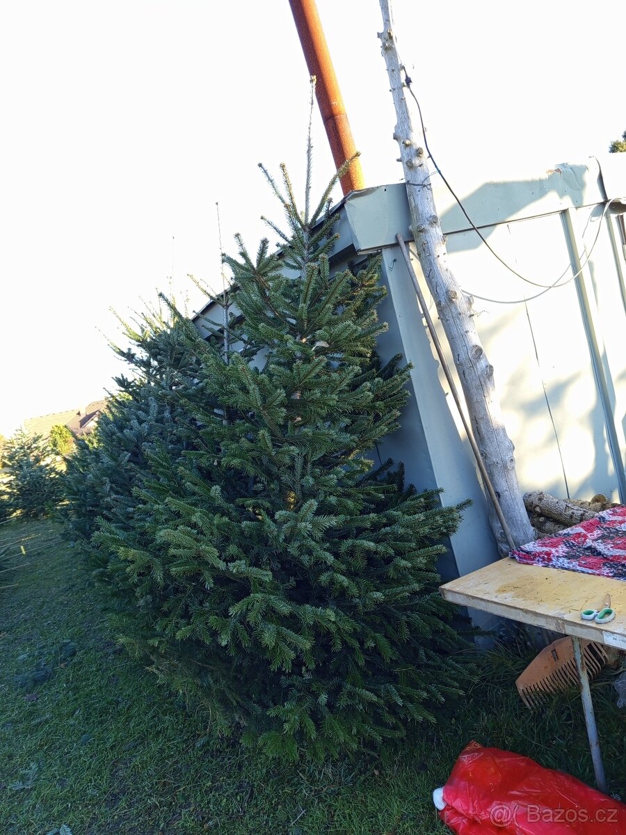 Vánoční stromky jedle smrk stříbrný - 2