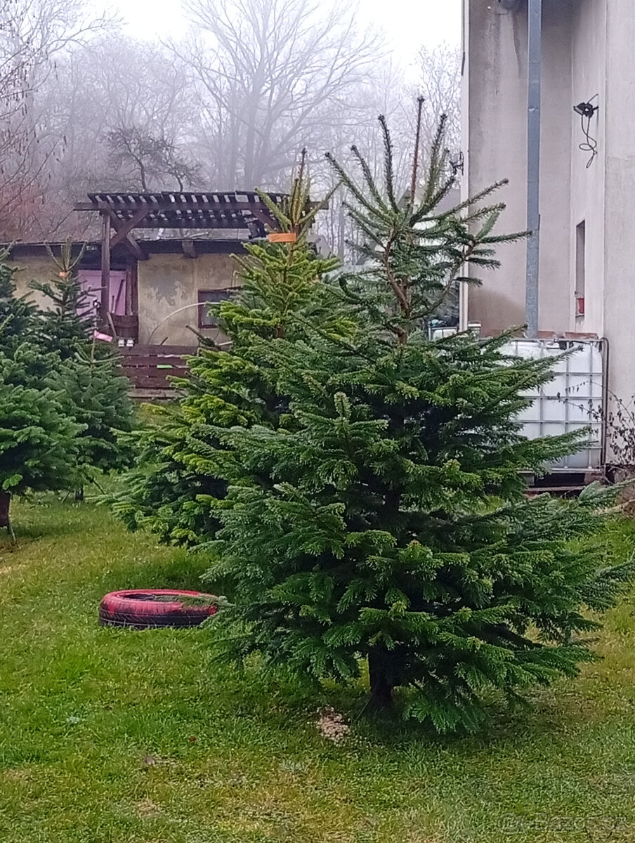 Velký Výprodej Vánočních stromků - 2