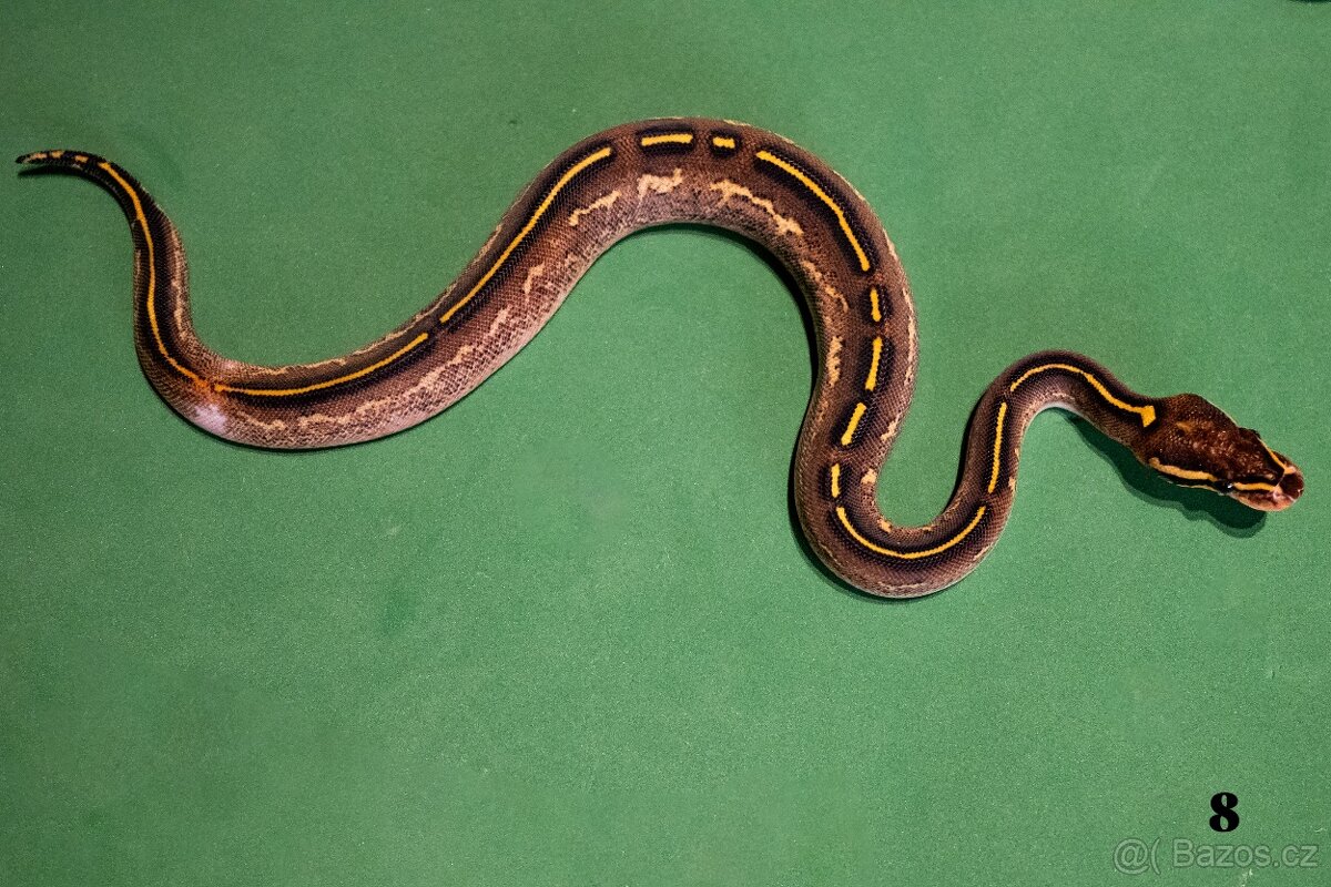 Krajta královská/python regius - 2