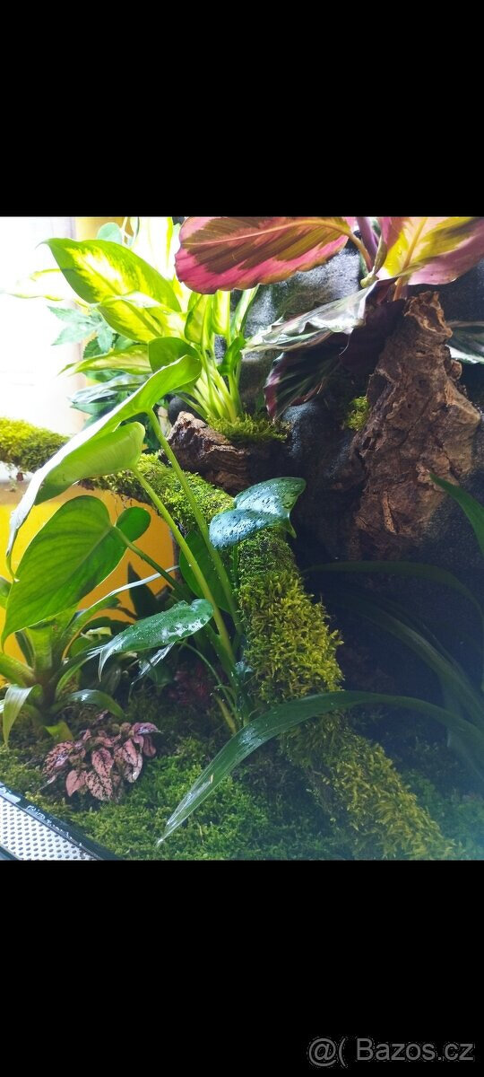 Terárium 60x100x50 ( švh ) - 2