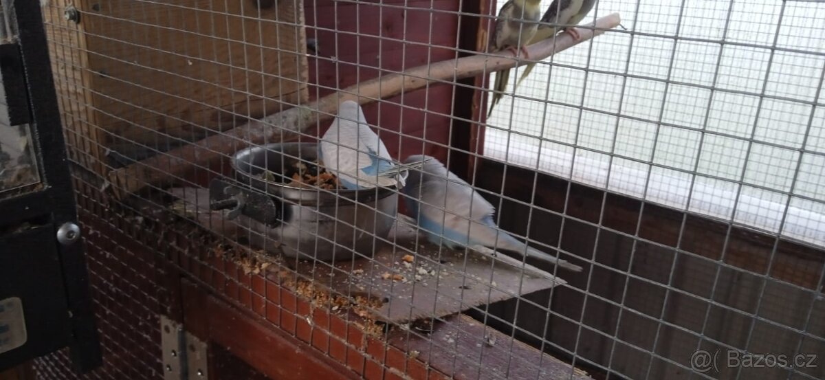 papoušek horský -poslední samec, , korely, andulky - 2