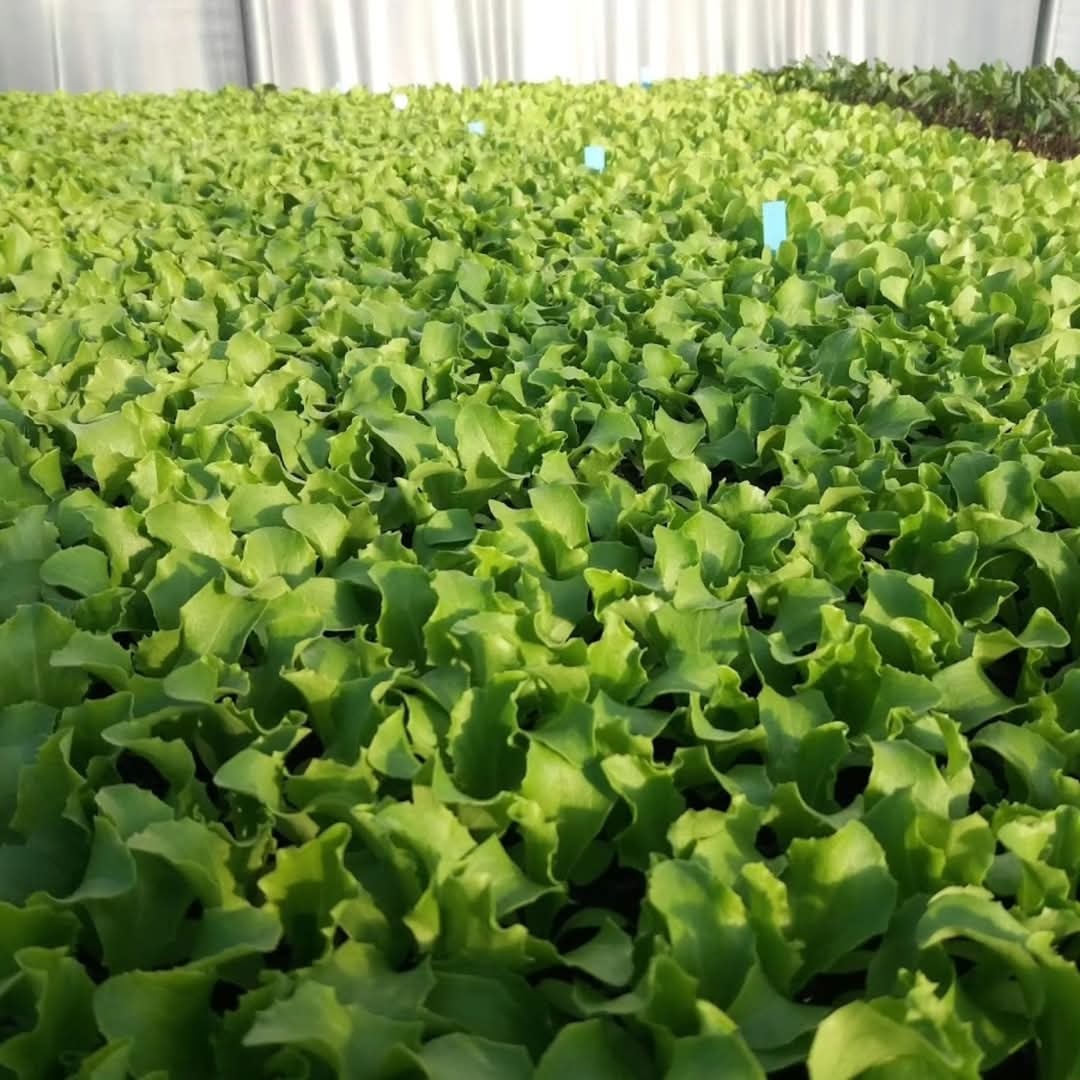 🥬 PRODEJ SAZENIC SALÁTŮ A KEDLUBEN 🥬 - 2