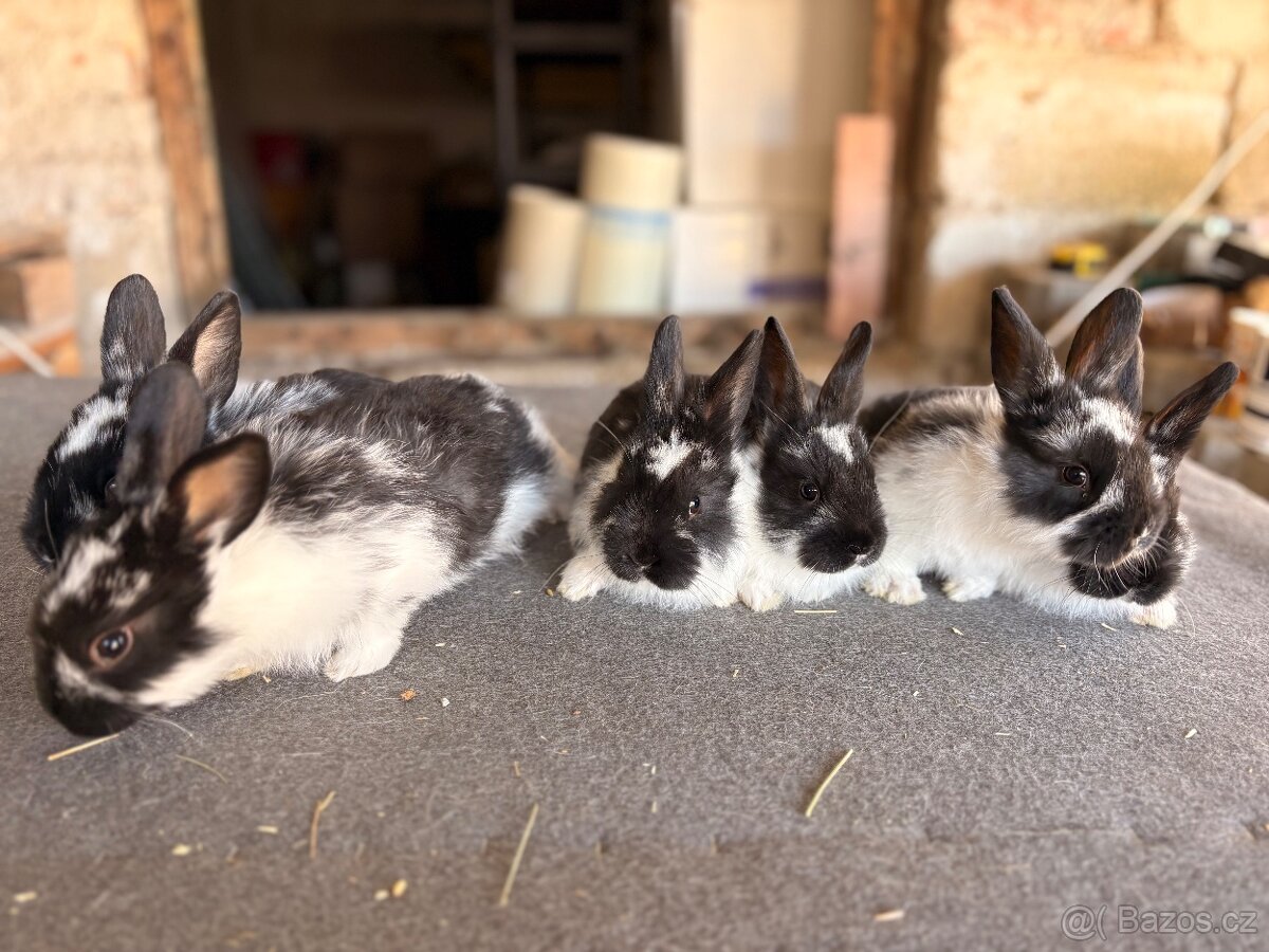 Meklenburský strakáč - 2