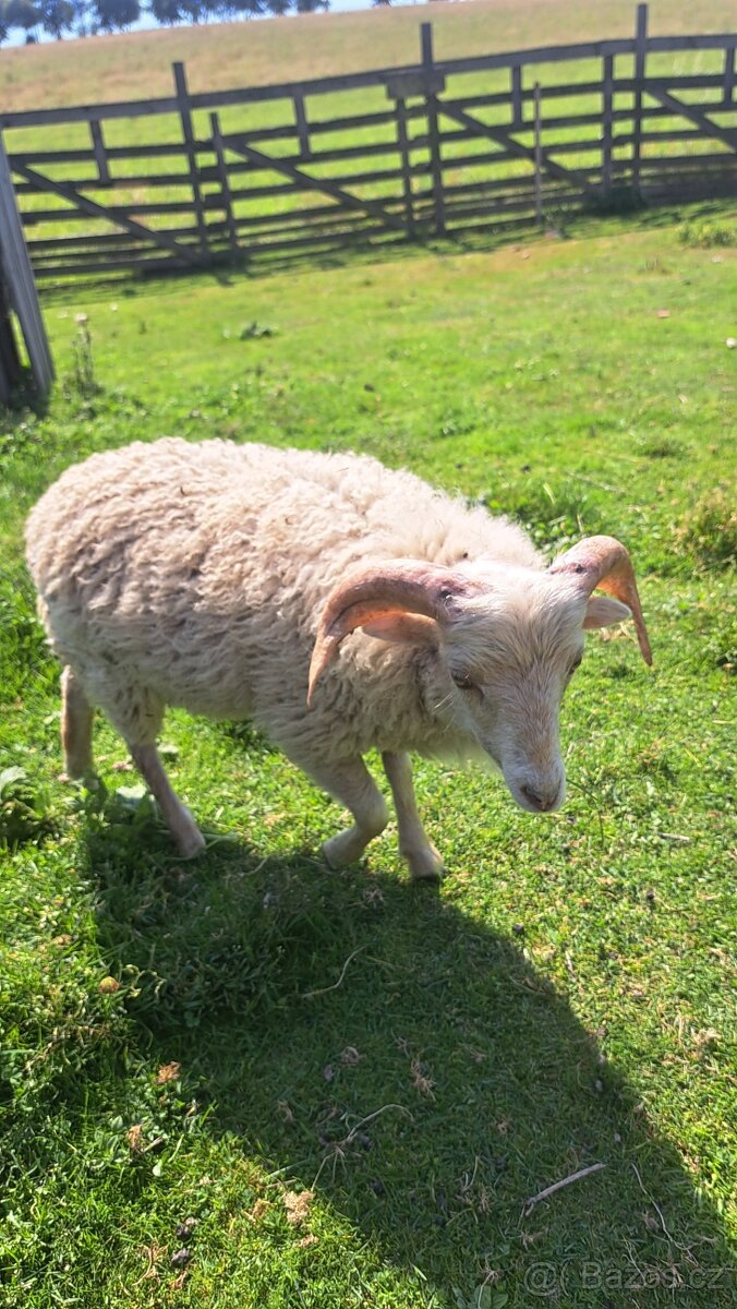 Ouessantsky beranek - 2