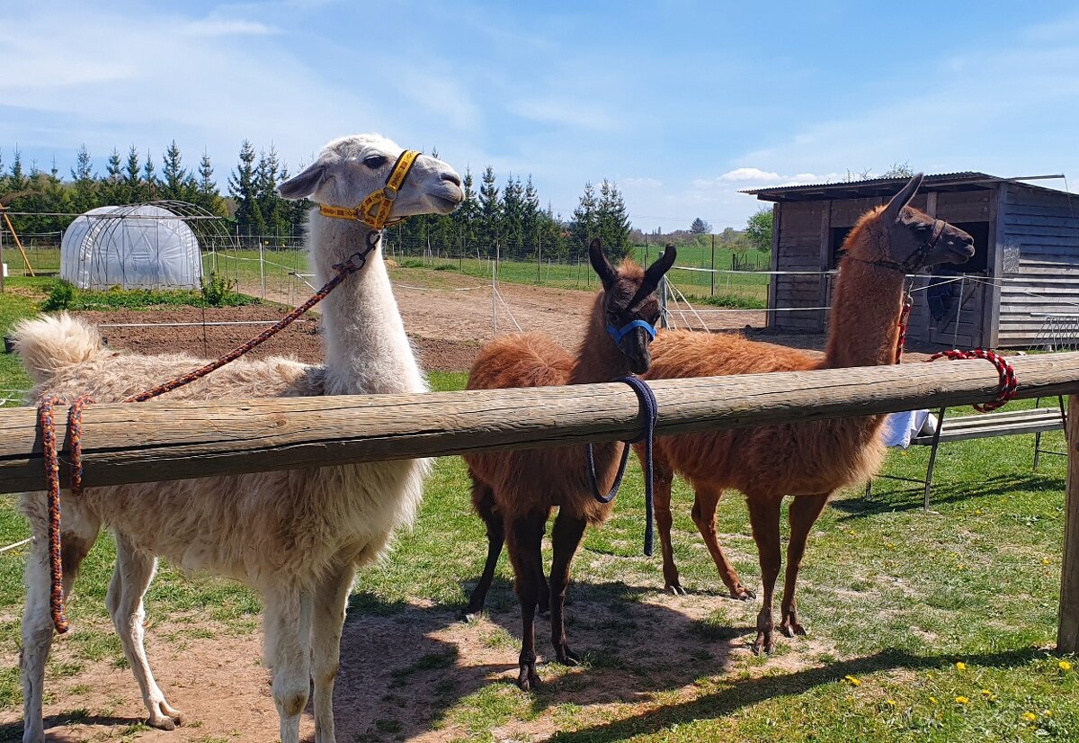 Lama krotká-samec - 2