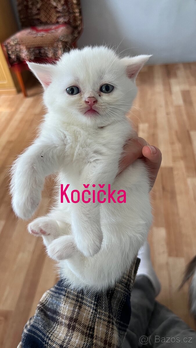 Britská koťátka - 2