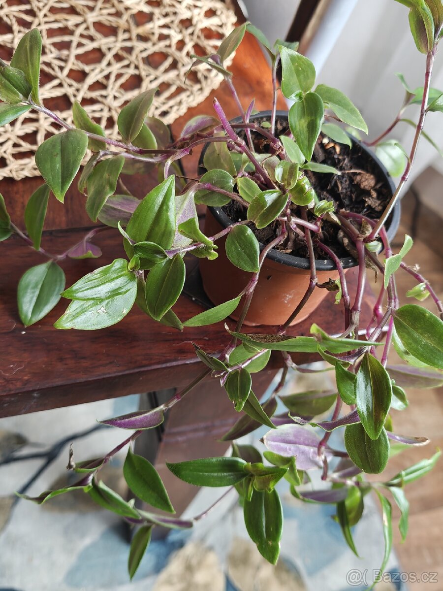 Tradescantia fluminensis, trs - 2