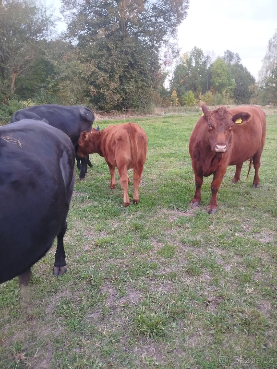 Jalovice Angus - 2