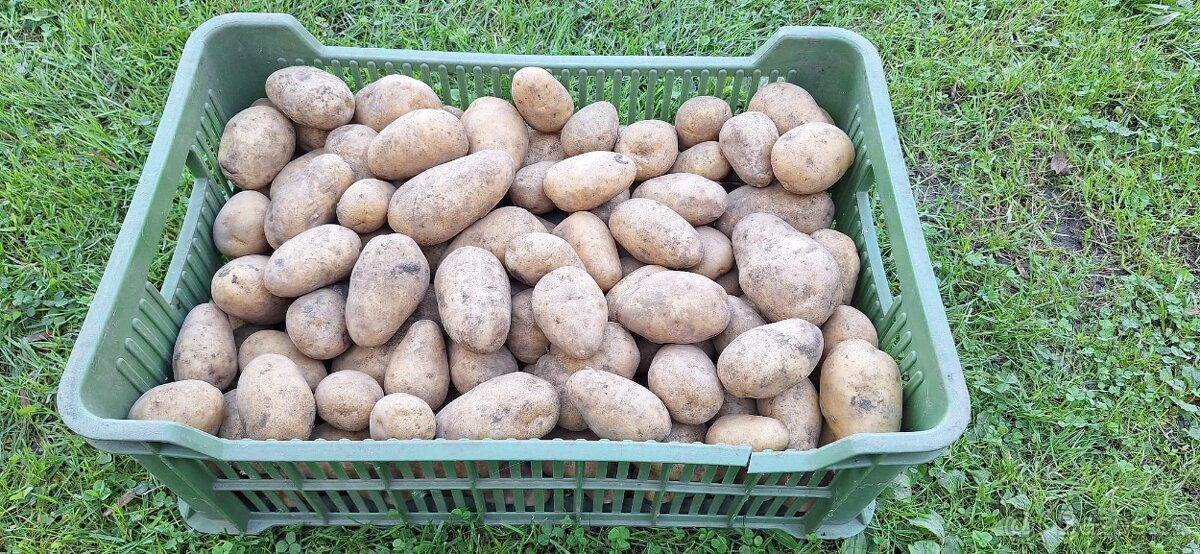 Brambory konzumní - 2