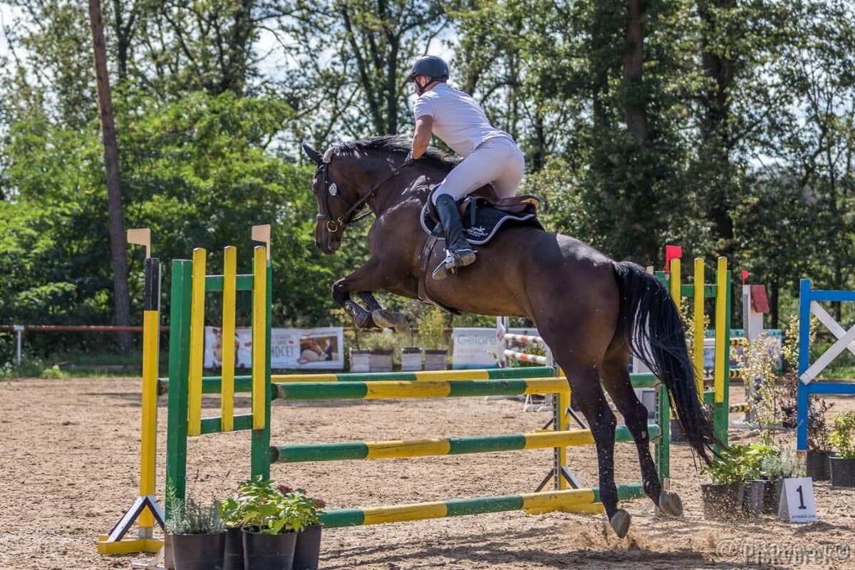 Perspektivni klisna - 2