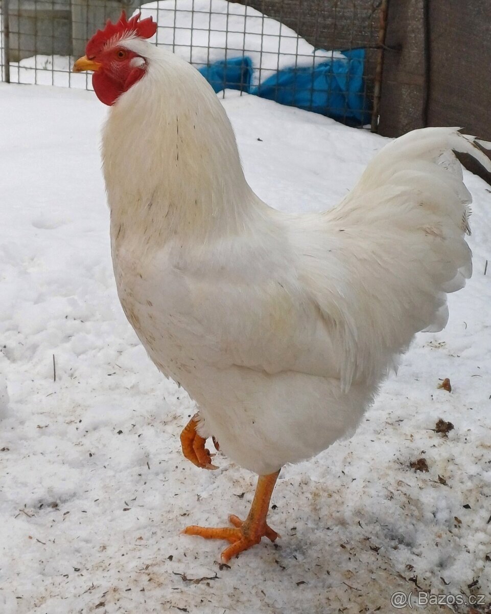 Kohouti - Plymutka bílá velká - prodám, vyměním, koupím - 2