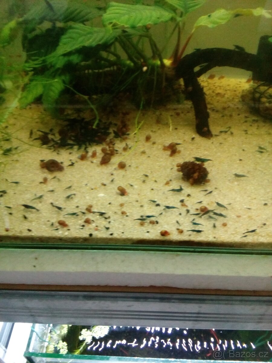 Prodám přebytky krevetky Blue dream - 2