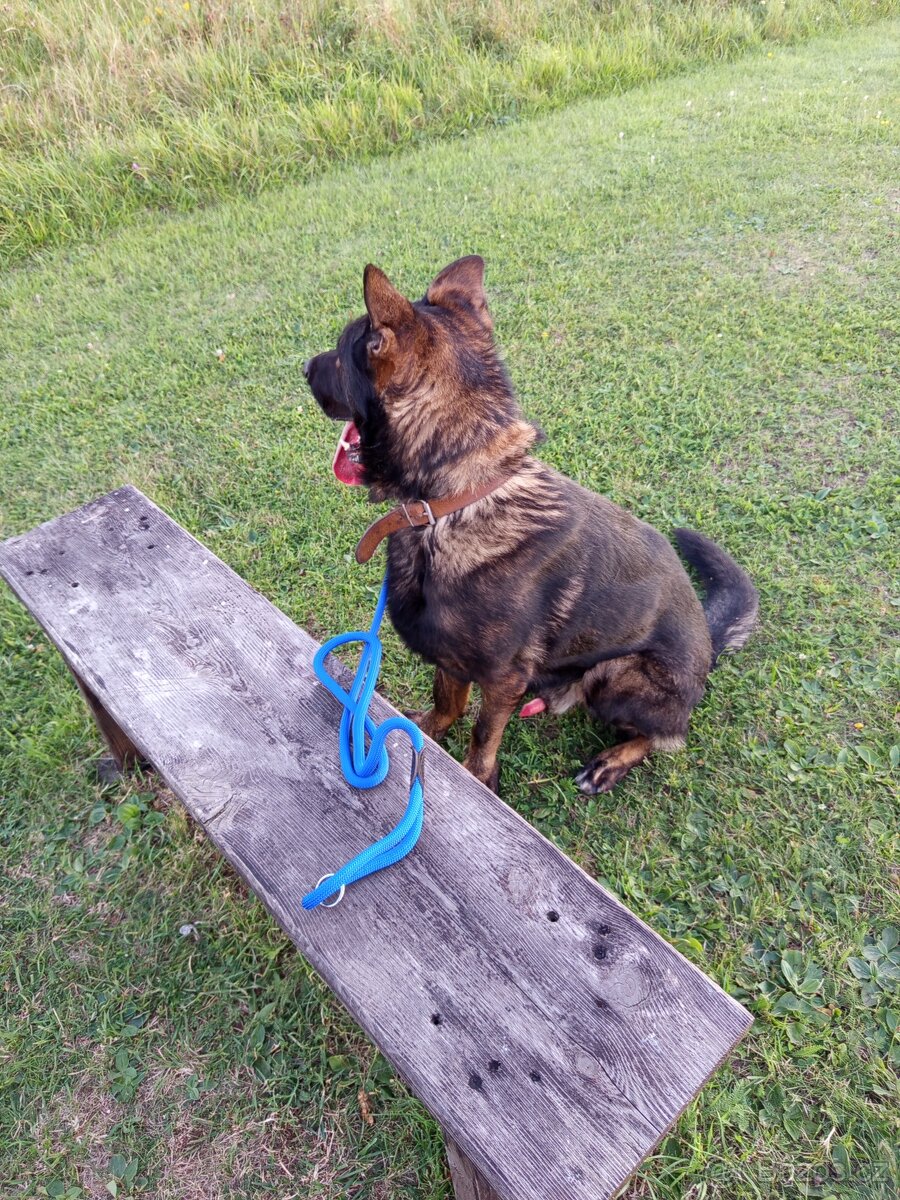 Německý vlčák - 2