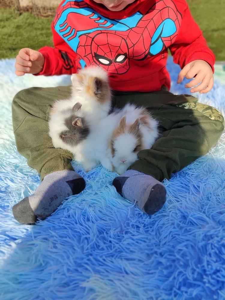 Zakrslý teddy králík - 2