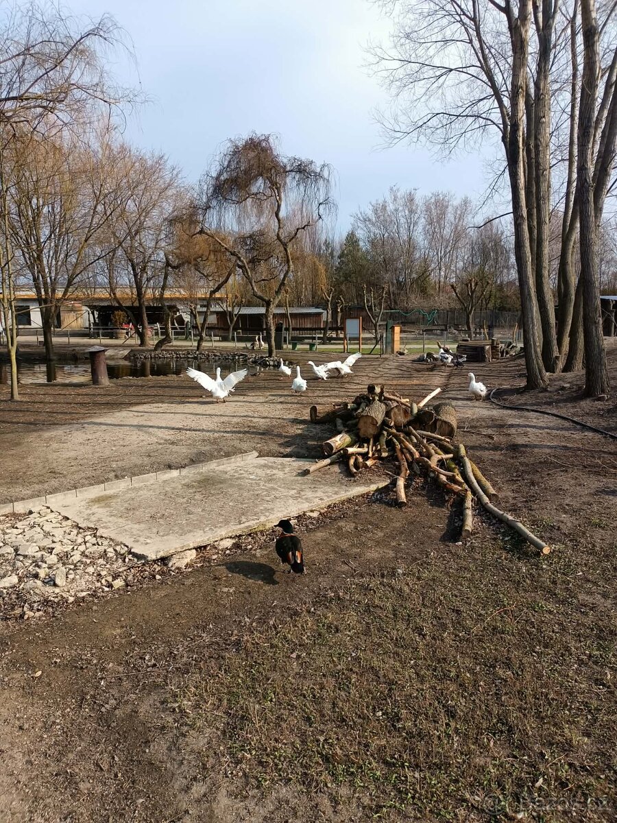 Prodám / vyměním. - 2