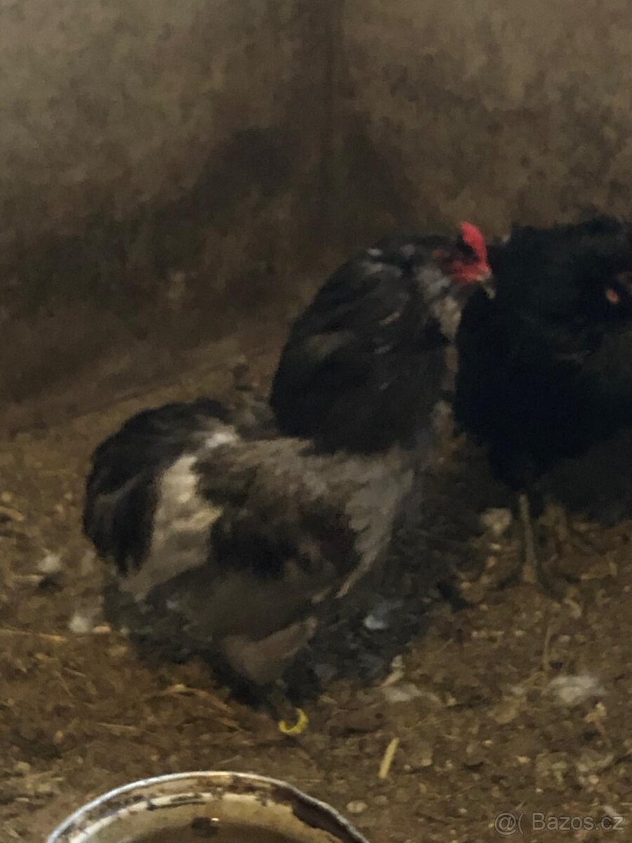 Araukana kohouti - 2