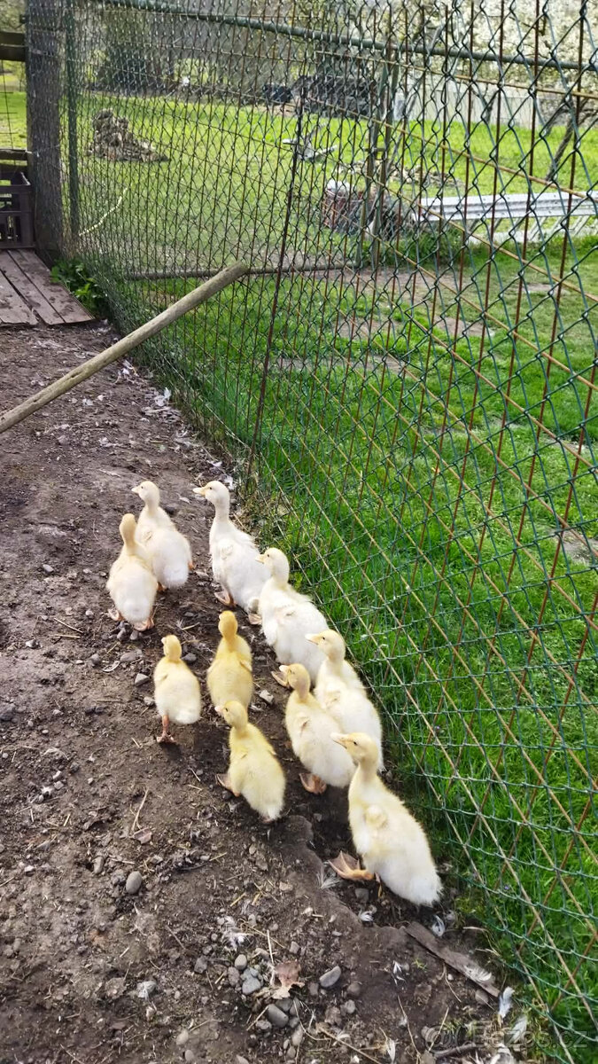 Kachny Pekingské - 2