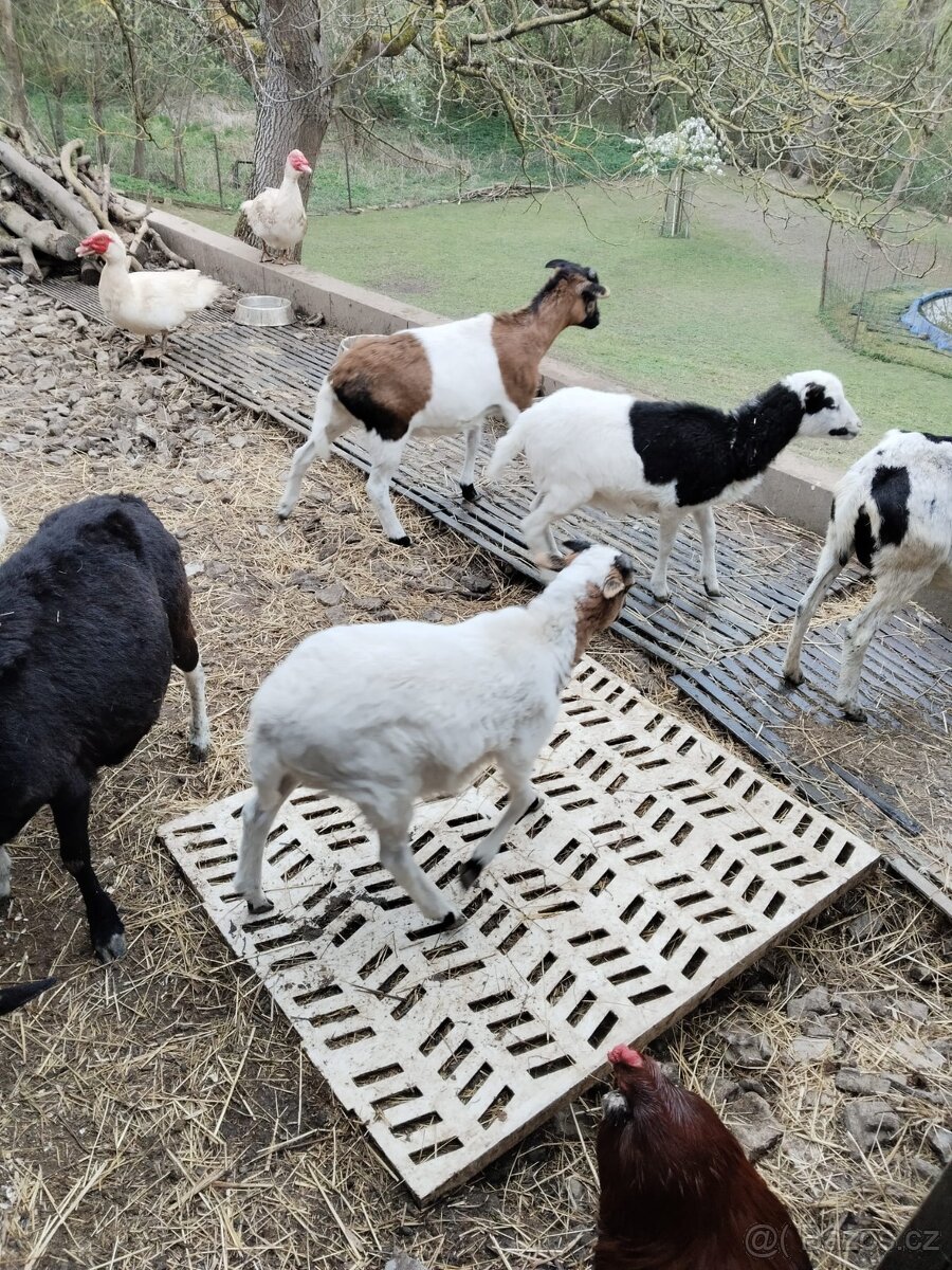 Kamerunské ovce - 2