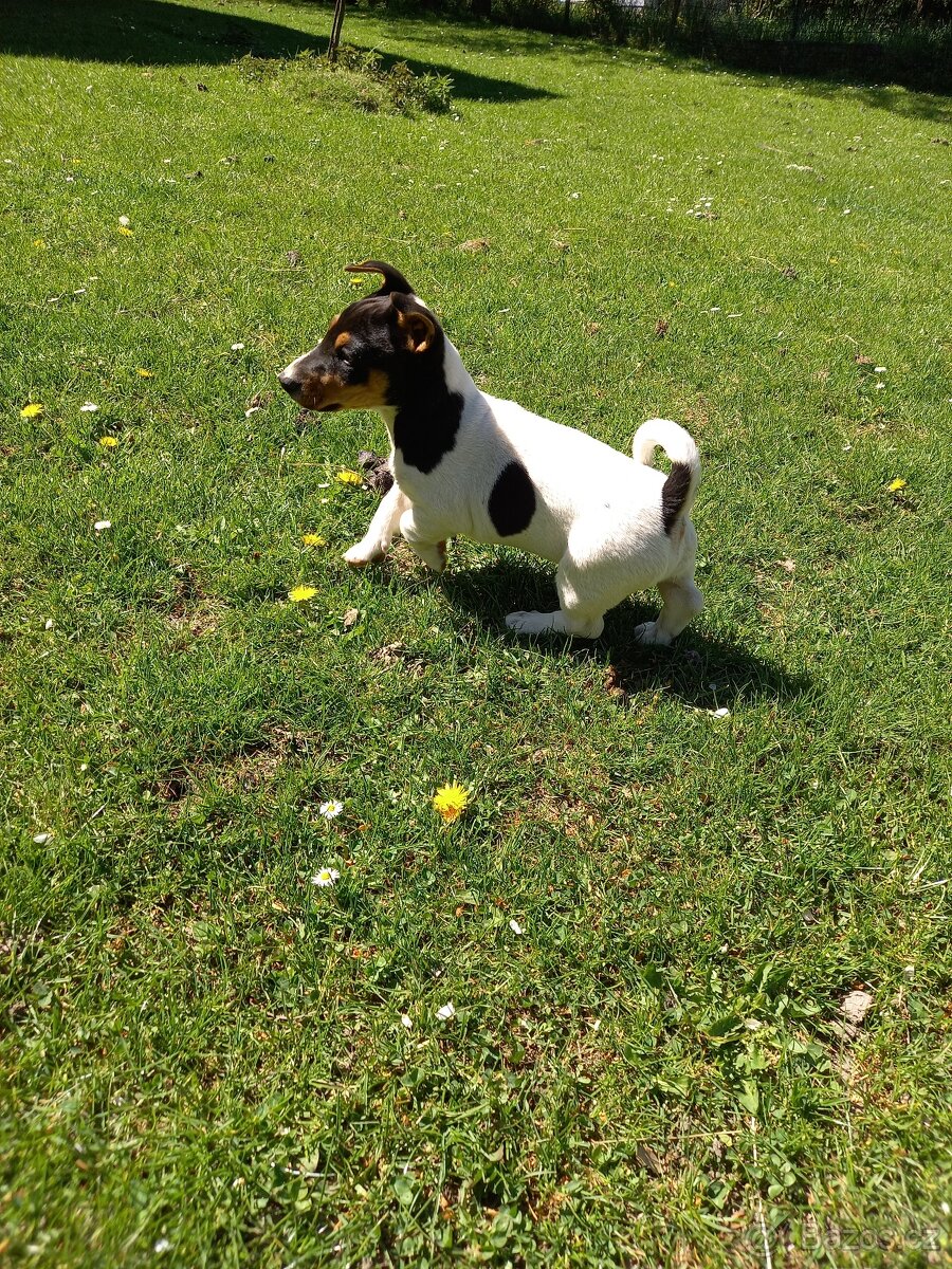 Jack Russell Teriér - 2
