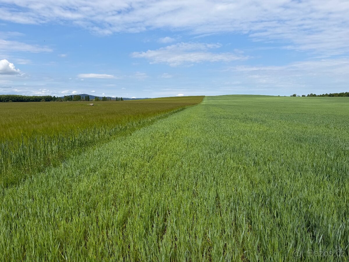 BIO pšenice,oves, špalda - 2