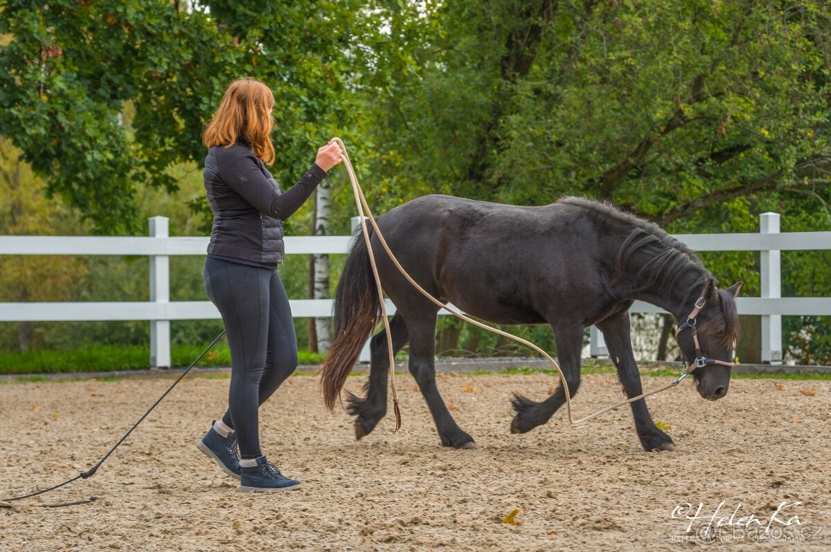 Fell Pony, klisnička 4/2024 - 2