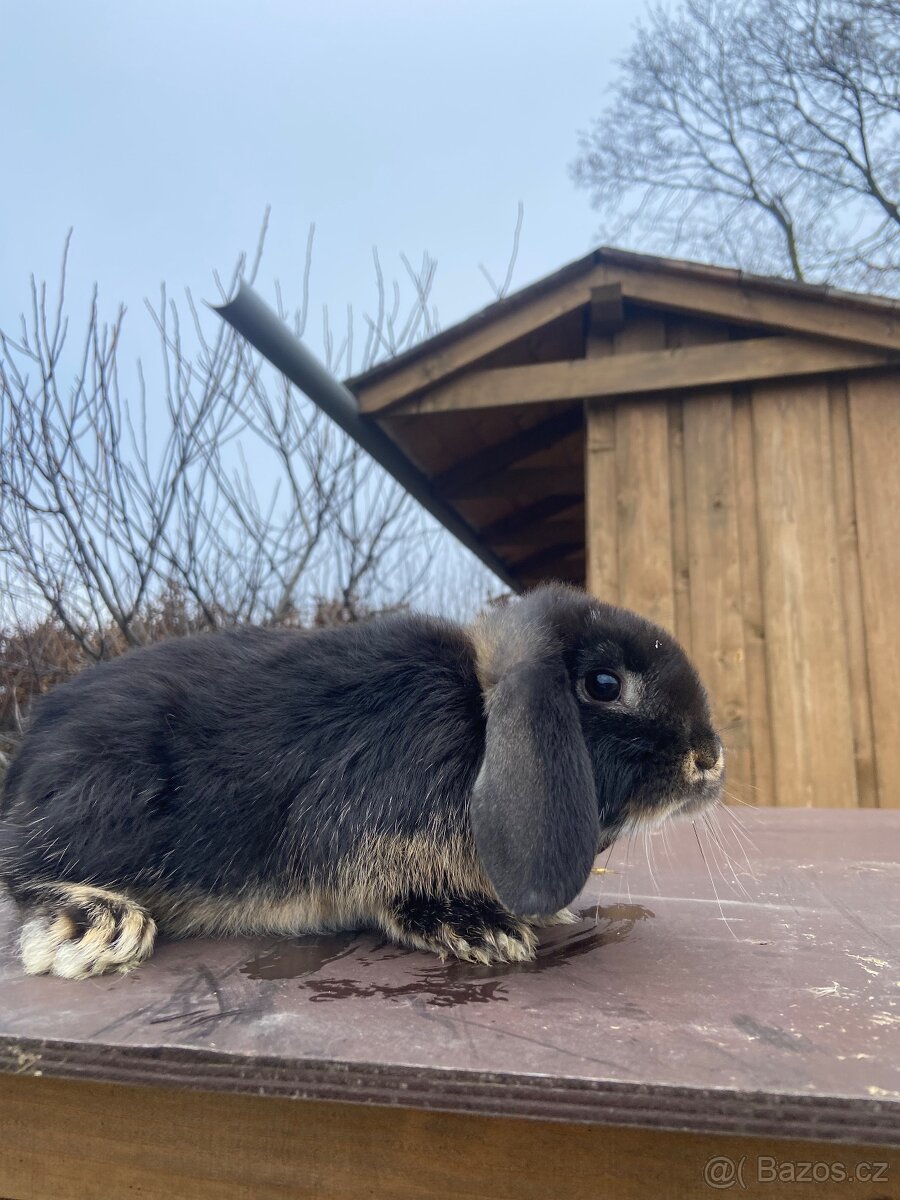 Zakrslý králík - 2