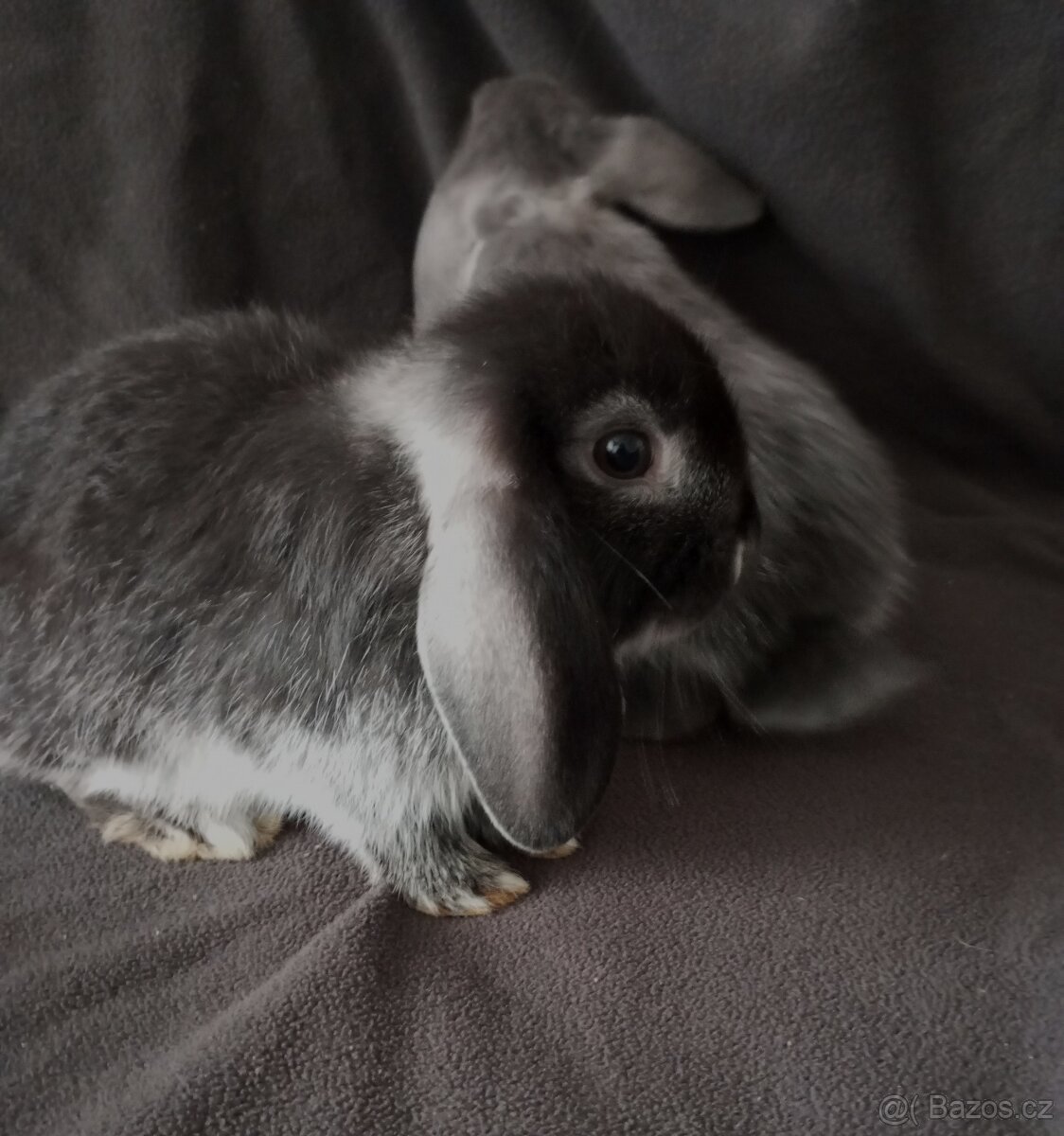 Zakrslý beránek králíček - 2