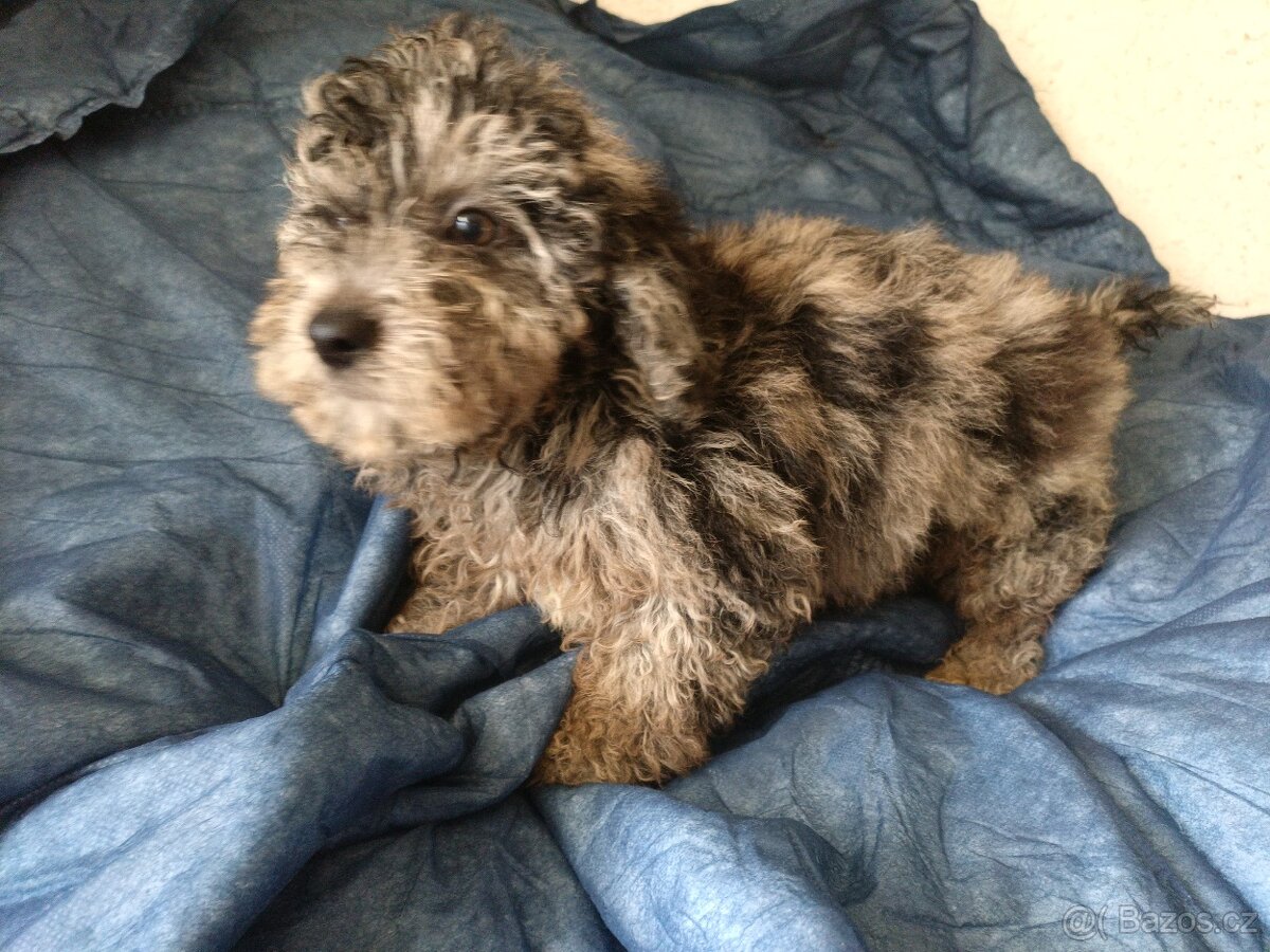 Jorkšírský teriér & Poodle - 2