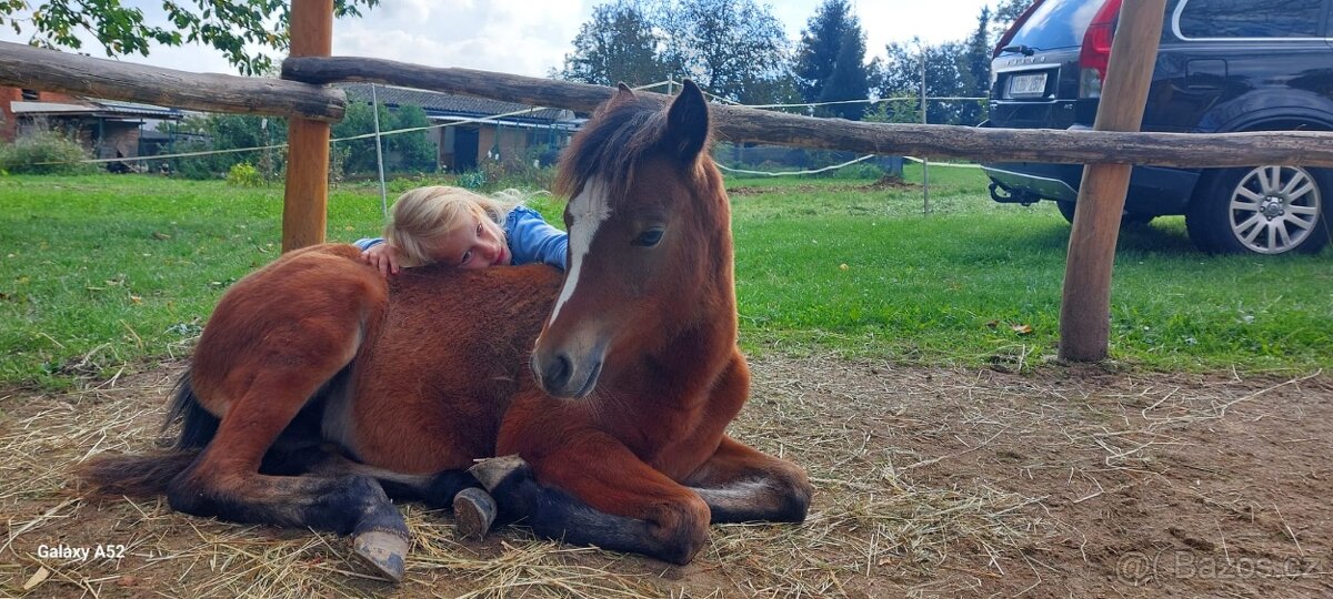 Klisnička Welsh pony B - 2