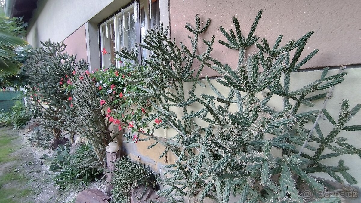 Mrazuvzdorné kaktusy - 2