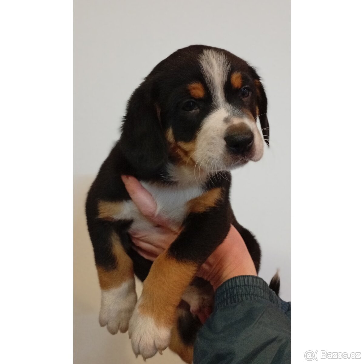 Entlebušský salašnický pes - 2